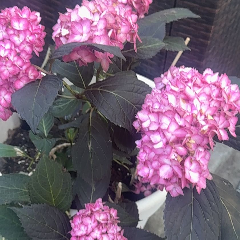 Photo of the plant species Eclipse Hydrangea by @PetHardbeech83 named Kendall on Greg, the plant care app