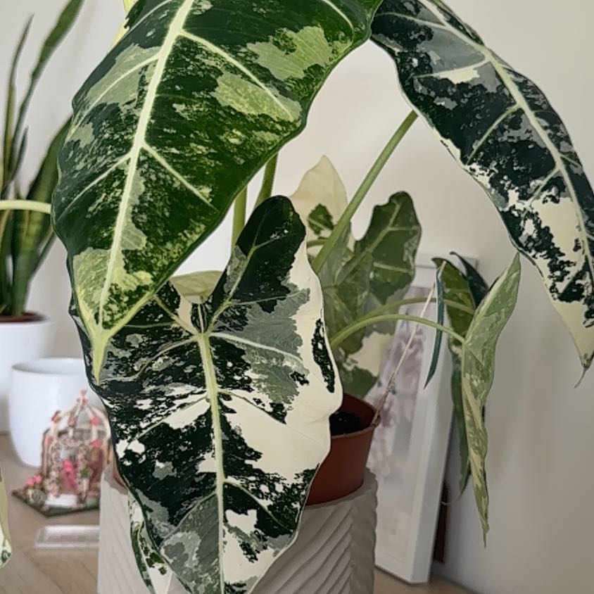 Photo of the plant species Variegated Alocasia frydek by @SmartBeech74 named Nithin on Greg, the plant care app