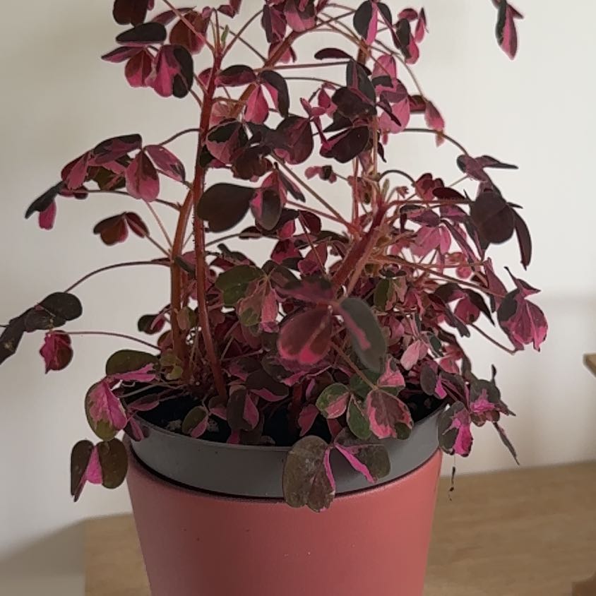 Photo of the plant species Oxalis 'Plum Crazy' by @SmartBeech74 named Sproutacus on Greg, the plant care app