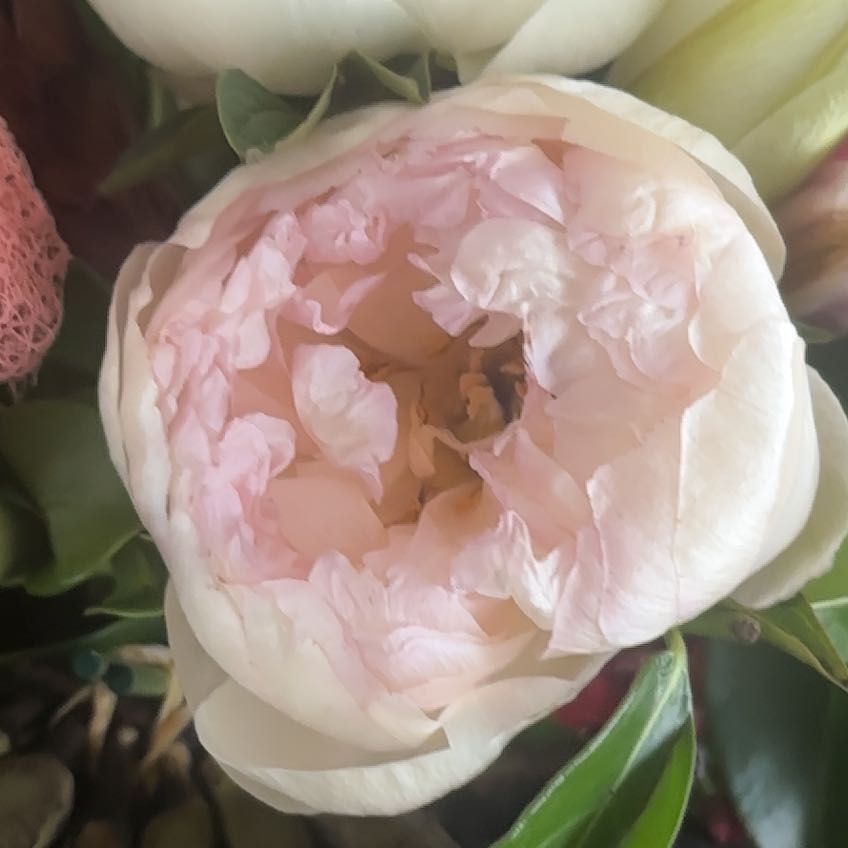 Photo of the plant species Chinese Peony by @WondrousMostii named Orwell on Greg, the plant care app