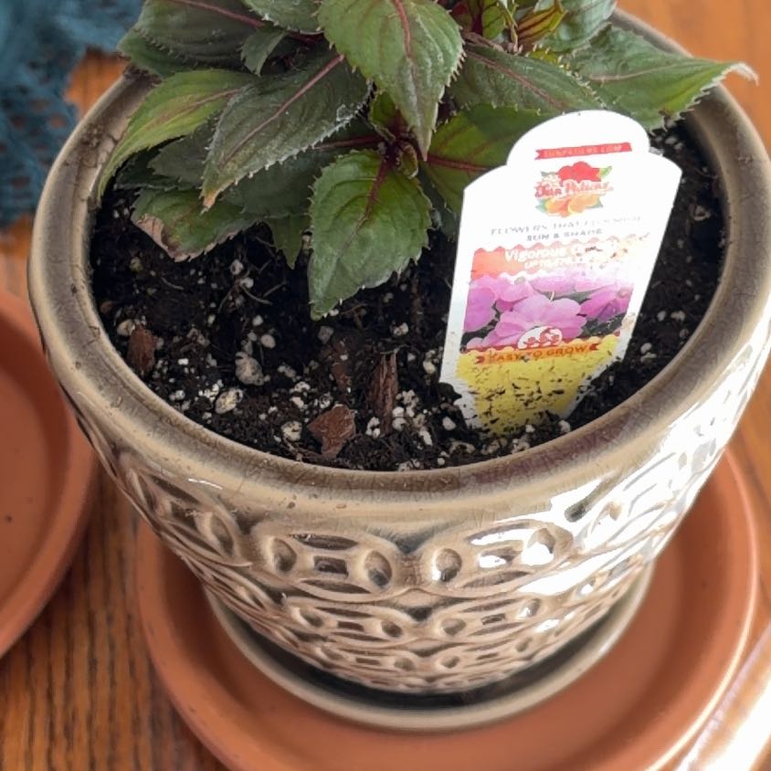 Photo of the plant species SunPatiens Vigorous Orchid by @SageSwisspine28 named Nemo on Greg, the plant care app