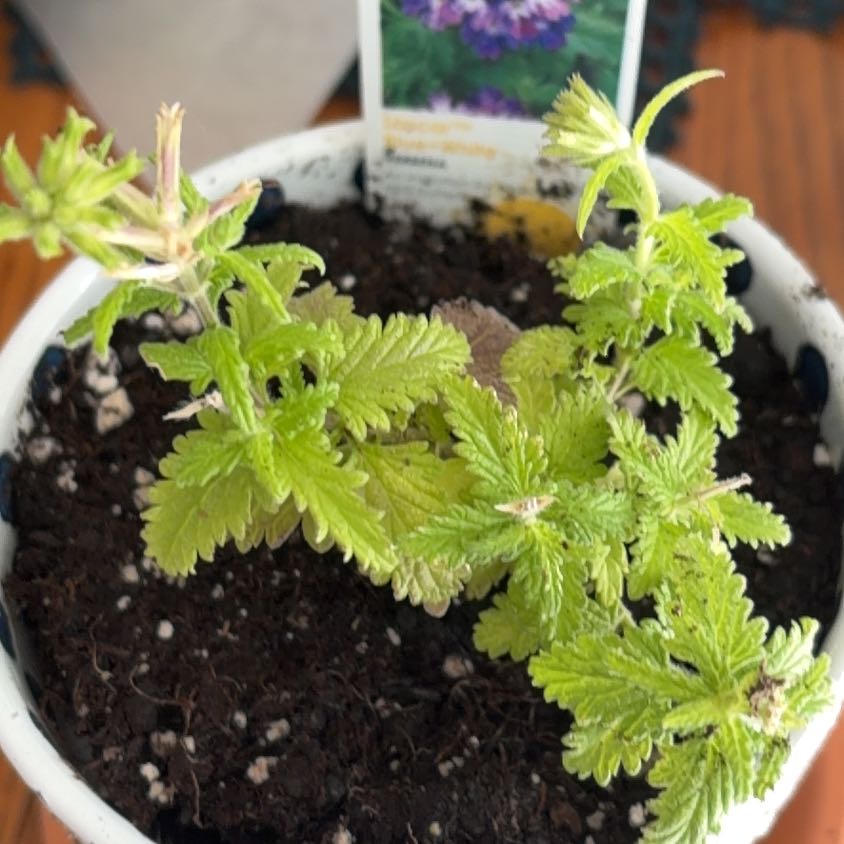 Photo of the plant species Common Verbena by @SageSwisspine28 named Cleopatra on Greg, the plant care app