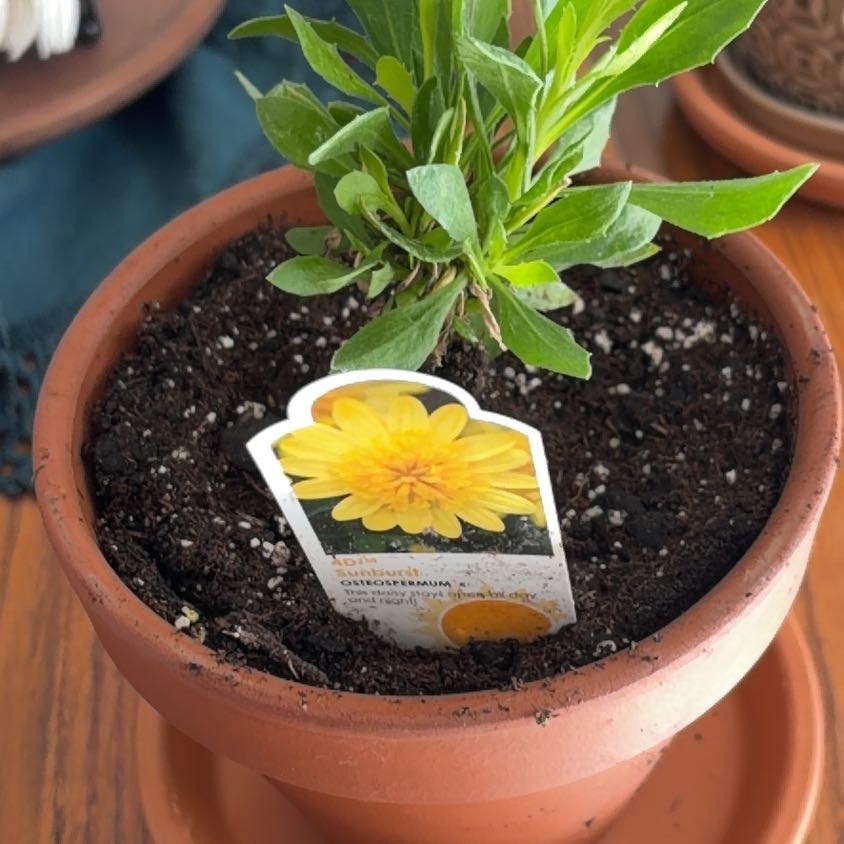 Photo of the plant species Osteospermum 4DTM by @SageSwisspine28 named Oscar on Greg, the plant care app