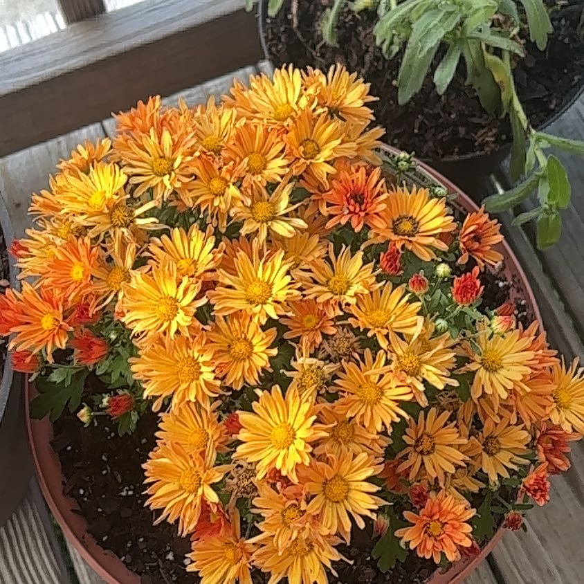 Photo of the plant species Chrysanthemum by @AmiableIcarus22 named Dolores on Greg, the plant care app