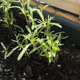 Photo of the plant species Garden Cosmos by @FieryRedash71 named Robert Plant on Greg, the plant care app