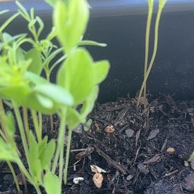 Photo of the plant species Annual Sweet Pea by @FieryRedash71 named Dolores on Greg, the plant care app