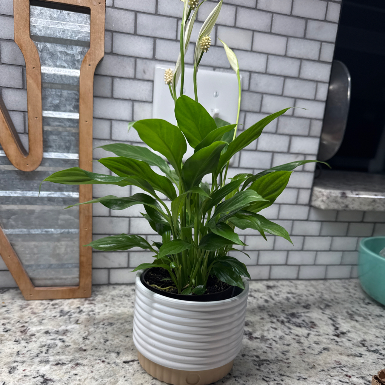 Photo of the plant species Spathiphyllum 'Mojo' by @ElatedMint91 named Robert Plant on Greg, the plant care app