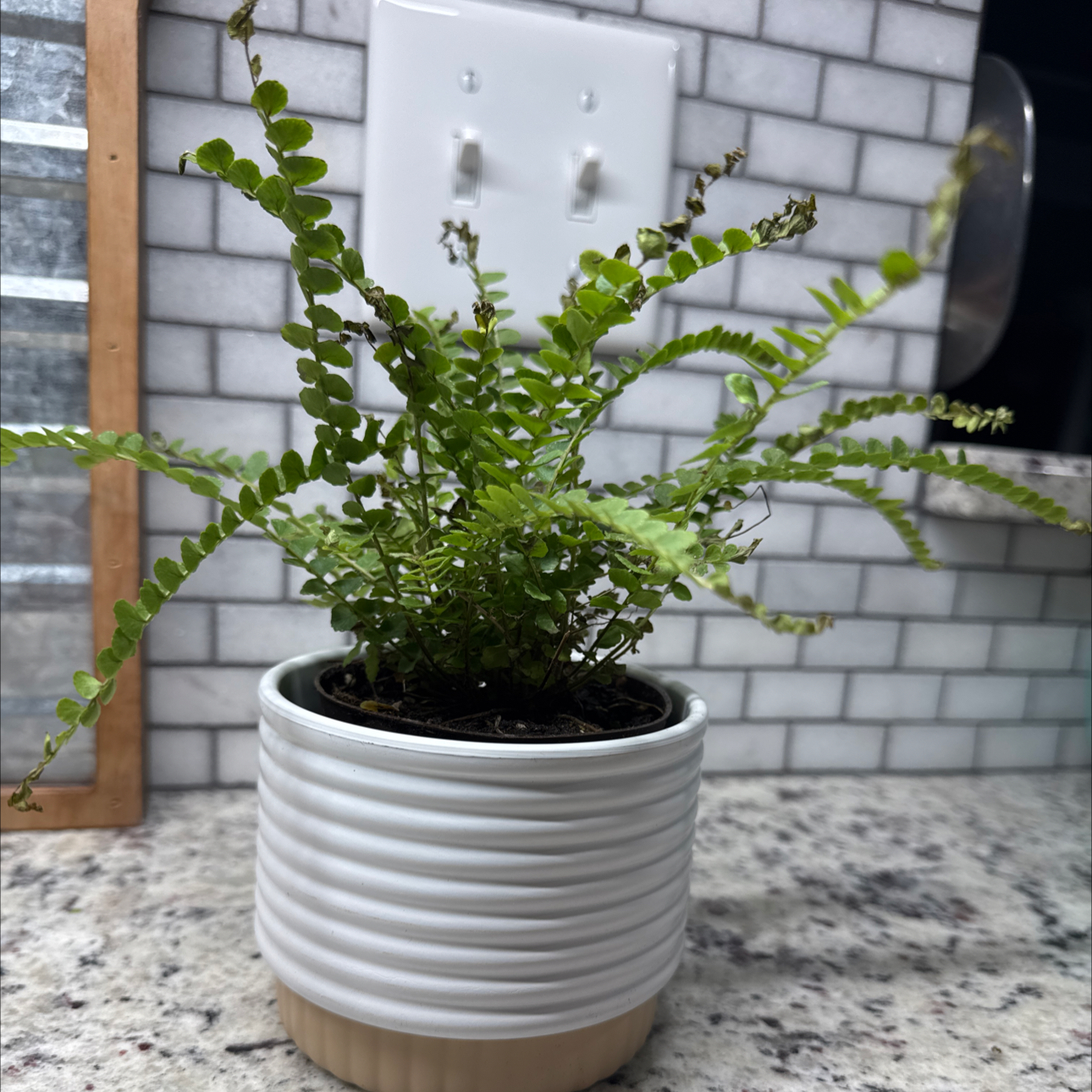 Photo of the plant species Lemon Button Fern by @ElatedMint91 named Austen on Greg, the plant care app