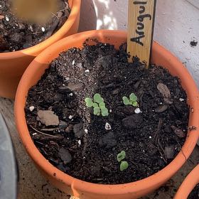 Photo of the plant species arugula by @UberMugwort97 named Tupot sharoot on Greg, the plant care app