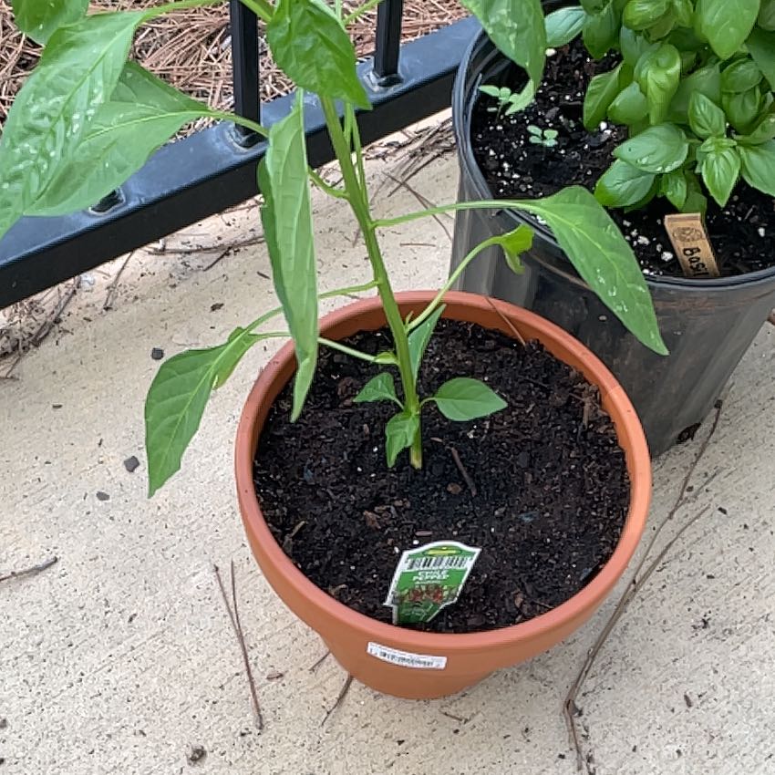 Photo of the plant species Anaheim Pepper by @UberMugwort97 named Denali on Greg, the plant care app