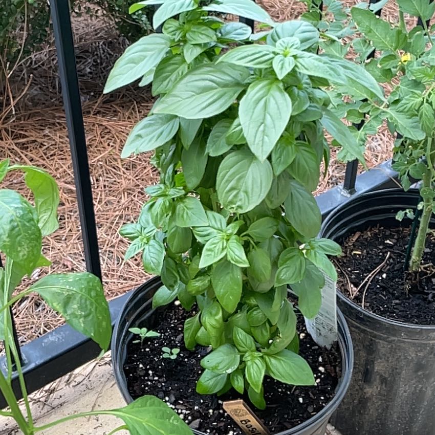 Photo of the plant species Basil 'Everleaf Emerald Towers' by @UberMugwort97 named Rihanna on Greg, the plant care app