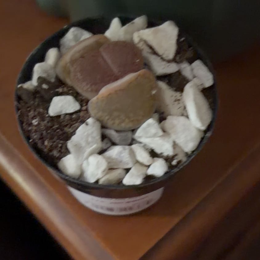Photo of the plant species Royal Flush Split Rock by @BraveOmnom33 named Barnabus on Greg, the plant care app