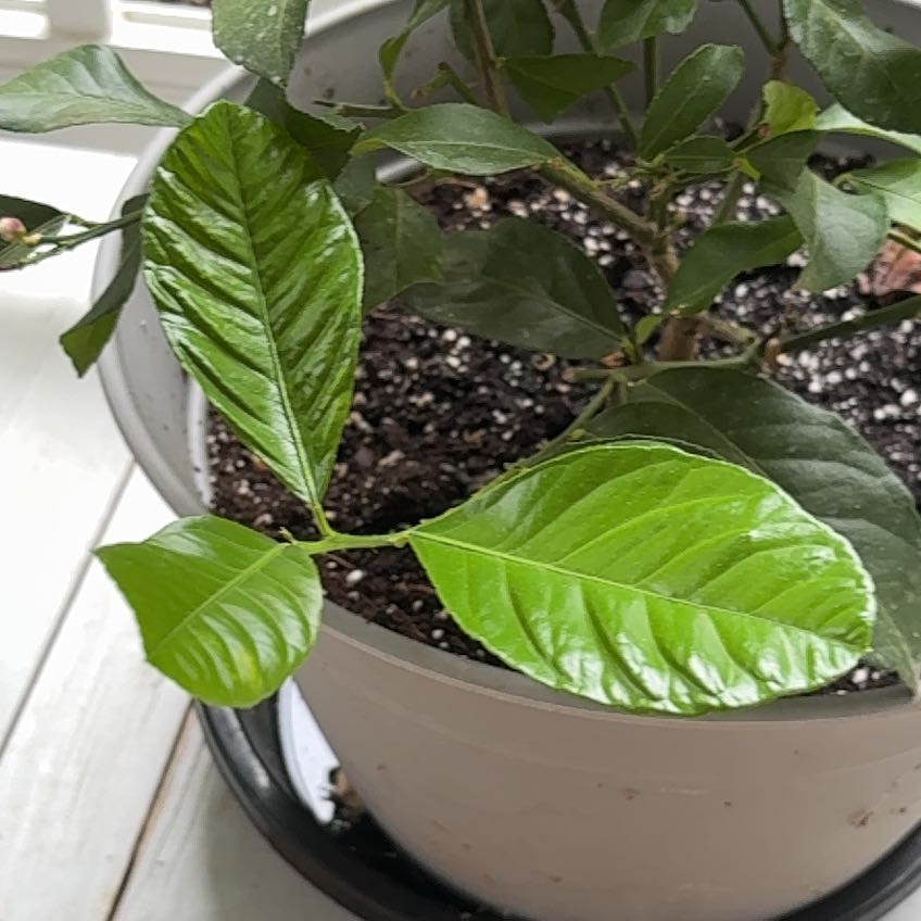 Photo of the plant species Lime Tree by @ChosenRedash0 named Zion on Greg, the plant care app