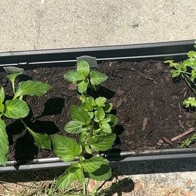 Photo of the plant species Mojito Mint by @CulturedDecodon named Willow on Greg, the plant care app