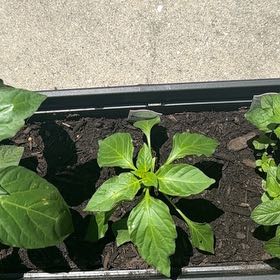 Photo of the plant species Sweet Banana Pepper by @CulturedDecodon named Bella on Greg, the plant care app