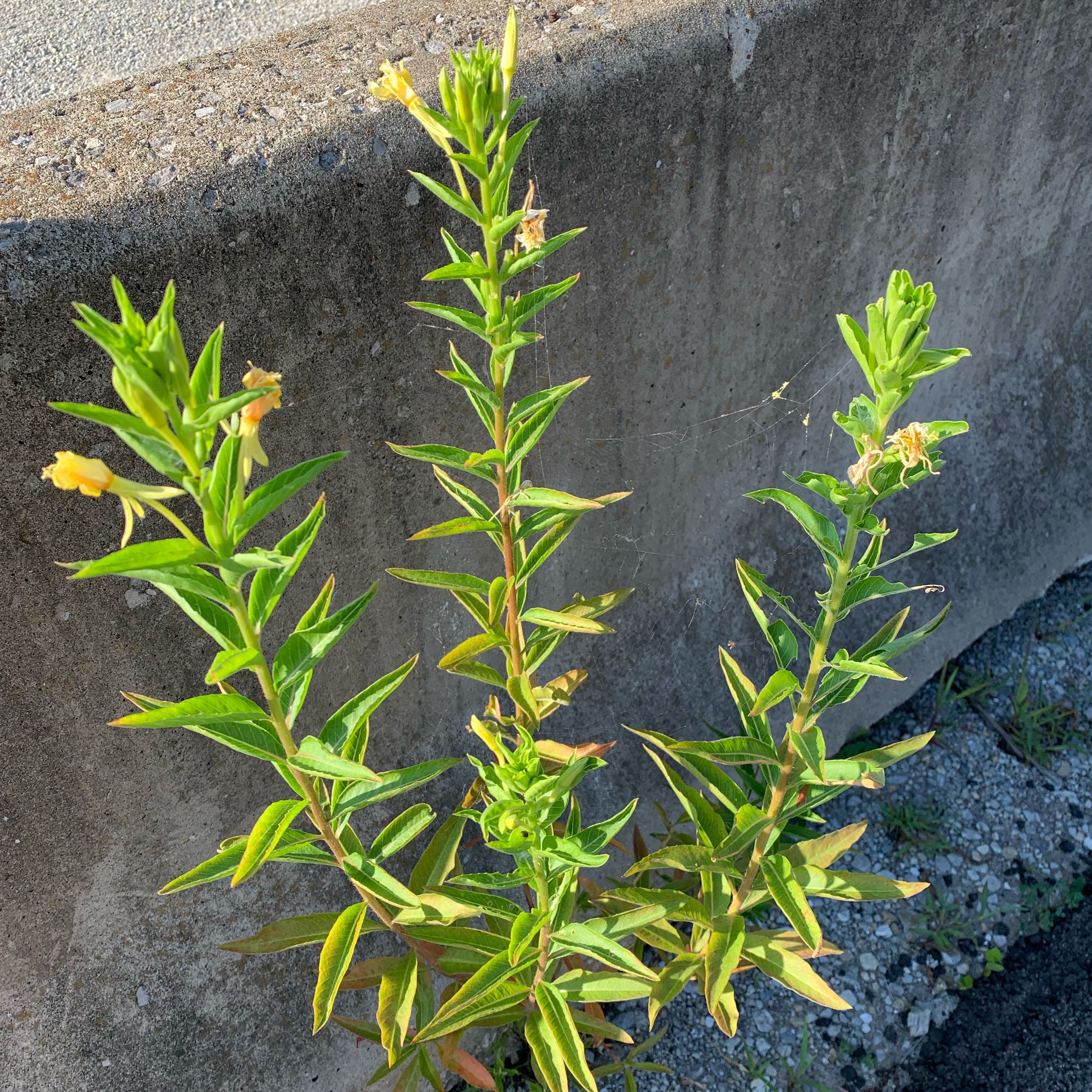 Photo of the plant species Common Evening-Primrose by @SilkyWildyam66 named Terra on Greg, the plant care app