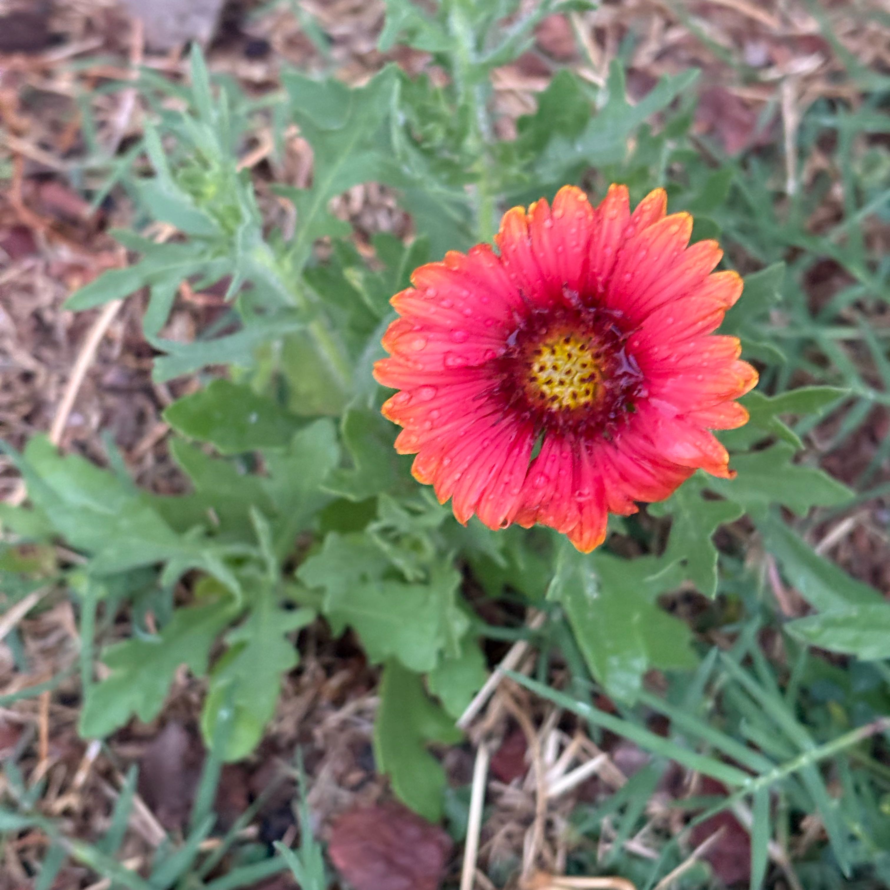 Photo of the plant species Indian Blanket by @WinTreeivy1 named Einstein on Greg, the plant care app