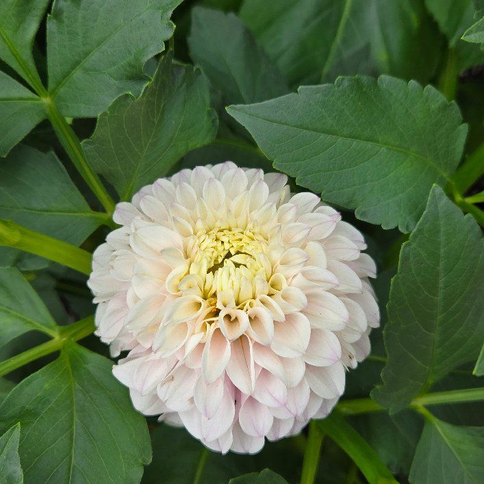 Photo of the plant species Garden Dahlia by @PatientJonquil1 named Dahlias on Greg, the plant care app