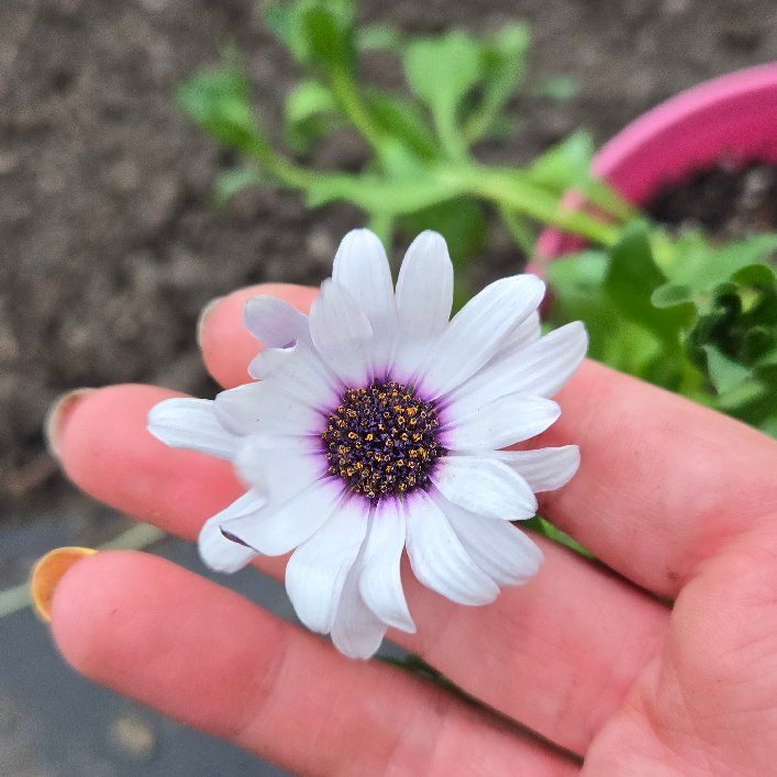 Photo of the plant species Weather Prophet by @PatientJonquil1 named African Daisy on Greg, the plant care app