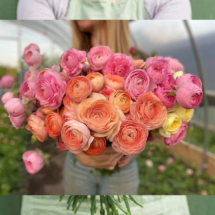 Photo of the plant species Persian Buttercup by @PatientJonquil1 named Ranunculus on Greg, the plant care app