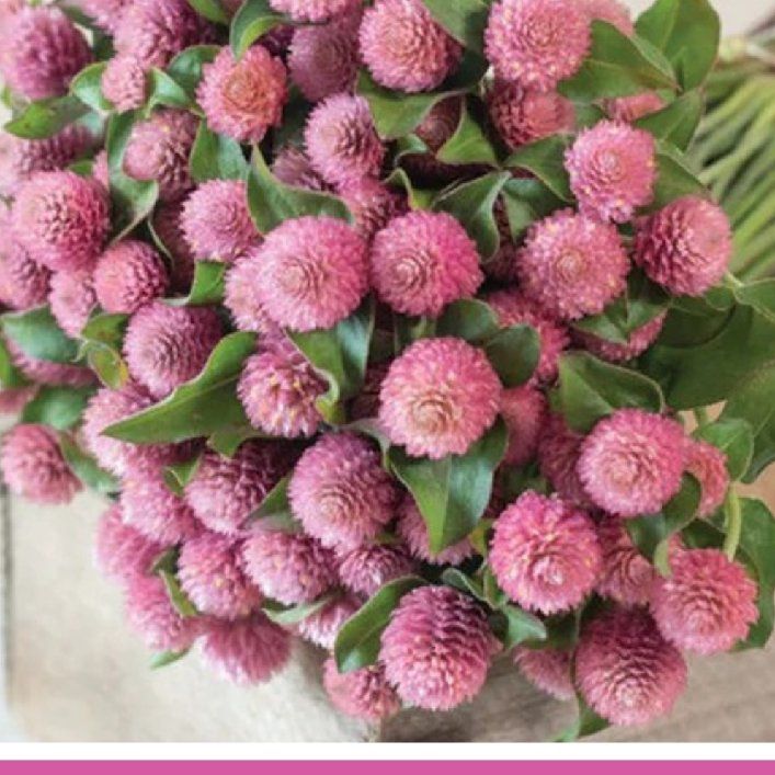 Photo of the plant species Globe Amaranth by @PatientJonquil1 named Gomphrena on Greg, the plant care app