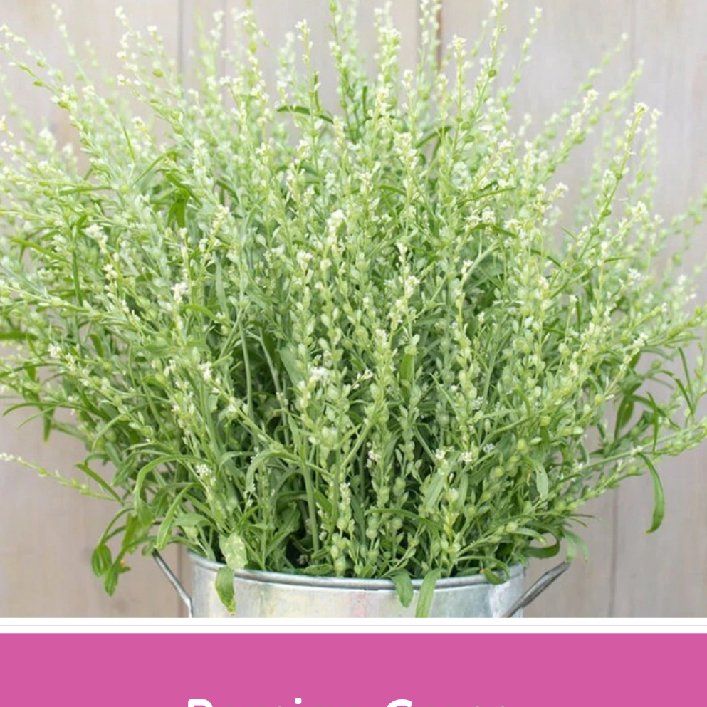 Photo of the plant species Garden Cress by @PatientJonquil1 named Persian Cress on Greg, the plant care app