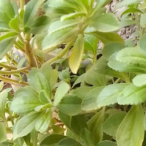Photo of the plant species Plectranthus Neochilus by @ElatedKale82 named Hamilton on Greg, the plant care app