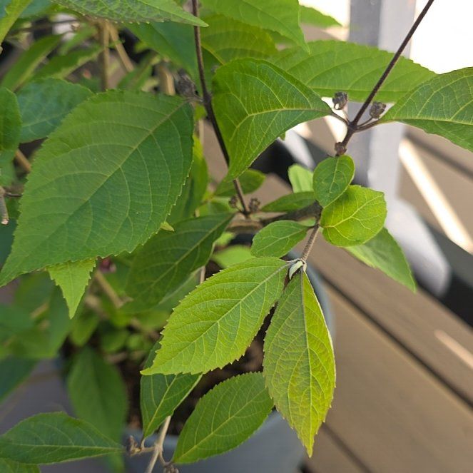 Photo of the plant species Winterberry by @CaredforLime11 named Leaf Erickson on Greg, the plant care app