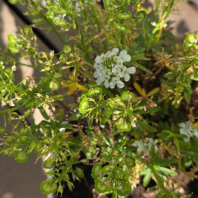 Photo of the plant species Sweet Alyssum by @CaredforLime11 named Marley on Greg, the plant care app
