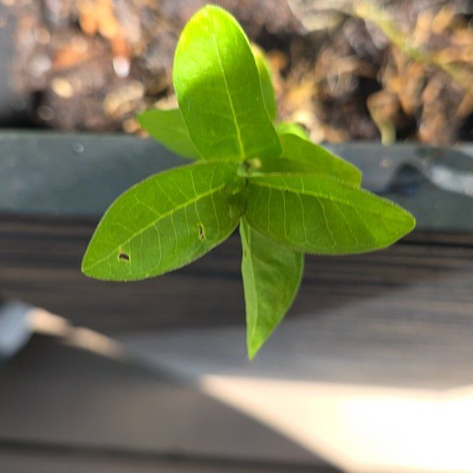 Photo of the plant species Indian Hemp by @CaredforLime11 named Orwell on Greg, the plant care app