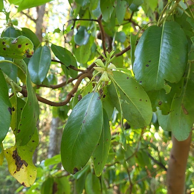 Photo of the plant species Catawba Rhododendron by @CaredforLime11 named Aristotle on Greg, the plant care app