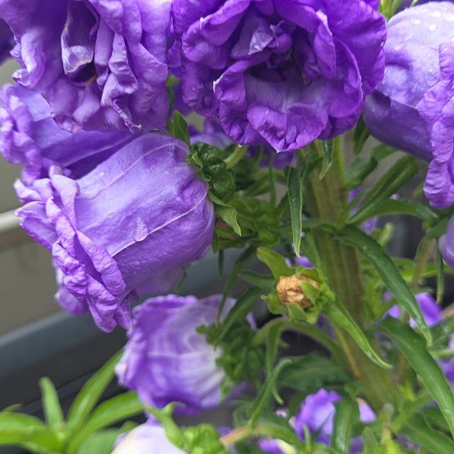 Photo of the plant species Canterbury Bells by @CaredforLime11 named Prince on Greg, the plant care app