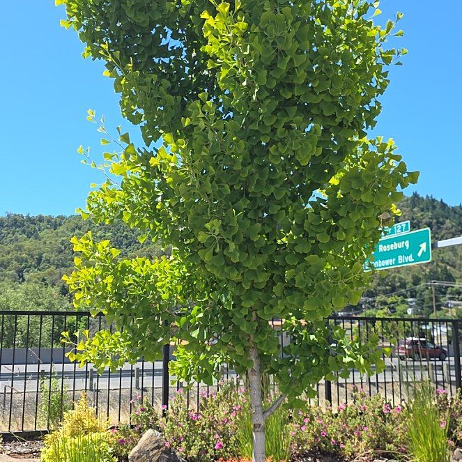 Photo of the plant species Ginkgo Tree by @CaredforLime11 named Winston on Greg, the plant care app