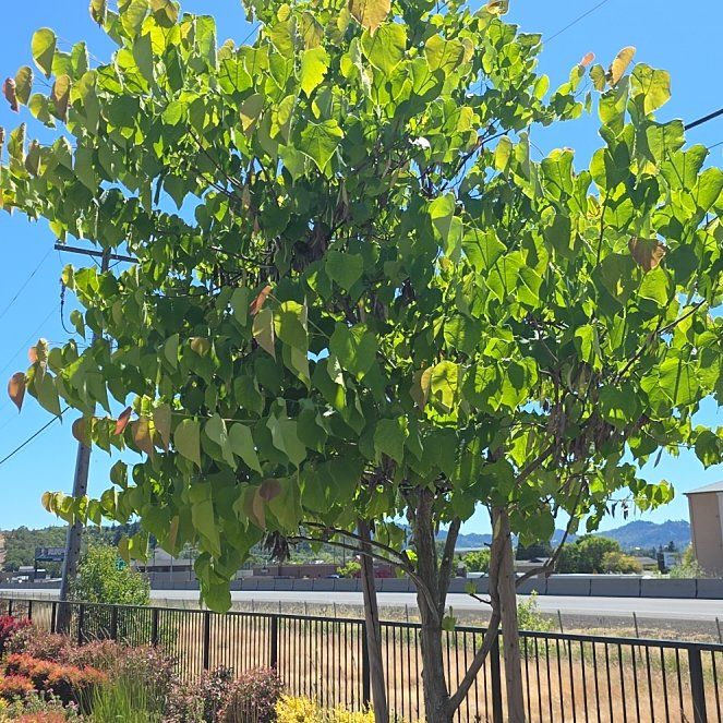 Photo of the plant species Chinese Tallow by @CaredforLime11 named Naomi on Greg, the plant care app