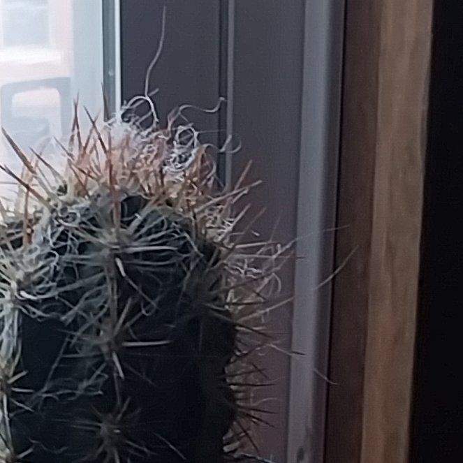 Photo of the plant species Chihuahuan Beehive by @ToughTaraire69 named Figyonce on Greg, the plant care app