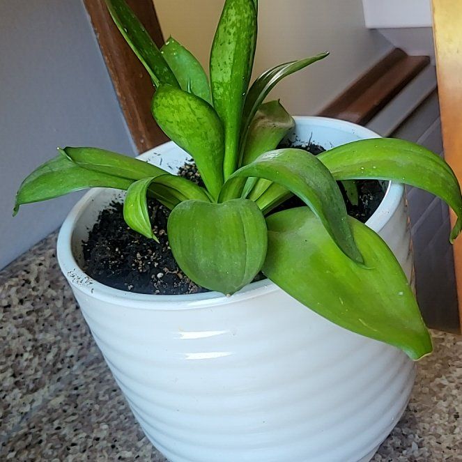 Photo of the plant species Foxtail Agave by @BigTangierpea56 named Austen on Greg, the plant care app