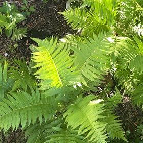 Photo of the plant species Matteuccia by @StatelyAlmond67 named Bella on Greg, the plant care app