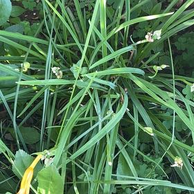 Photo of the plant species Orange Daylily by @StatelyAlmond67 named Sir Plancelot on Greg, the plant care app