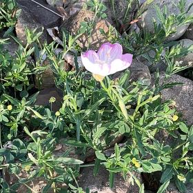 Photo of the plant species Showy Pink Evening Primrose by @StatelyAlmond67 named Osmo on Greg, the plant care app