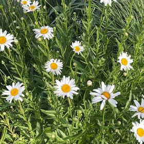 Photo of the plant species Max Chrysanthemum by @StatelyAlmond67 named Sigmund on Greg, the plant care app
