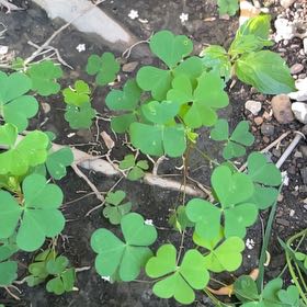 Photo of the plant species Common Yellow Woodsorrel by @StatelyAlmond67 named Kardashian on Greg, the plant care app