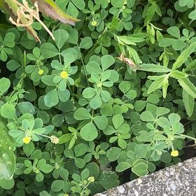 Photo of the plant species Black Medick by @StatelyAlmond67 named Einstein on Greg, the plant care app