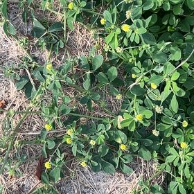 Photo of the plant species Black Medick by @StatelyAlmond67 named Wall-E on Greg, the plant care app