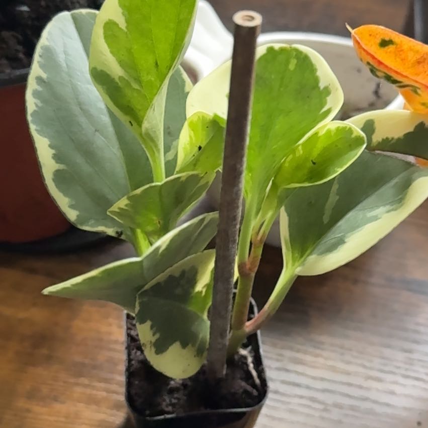 Photo of the plant species Mint Swiss Cheese Monstera by @JollyBluebill5 named Shakira on Greg, the plant care app