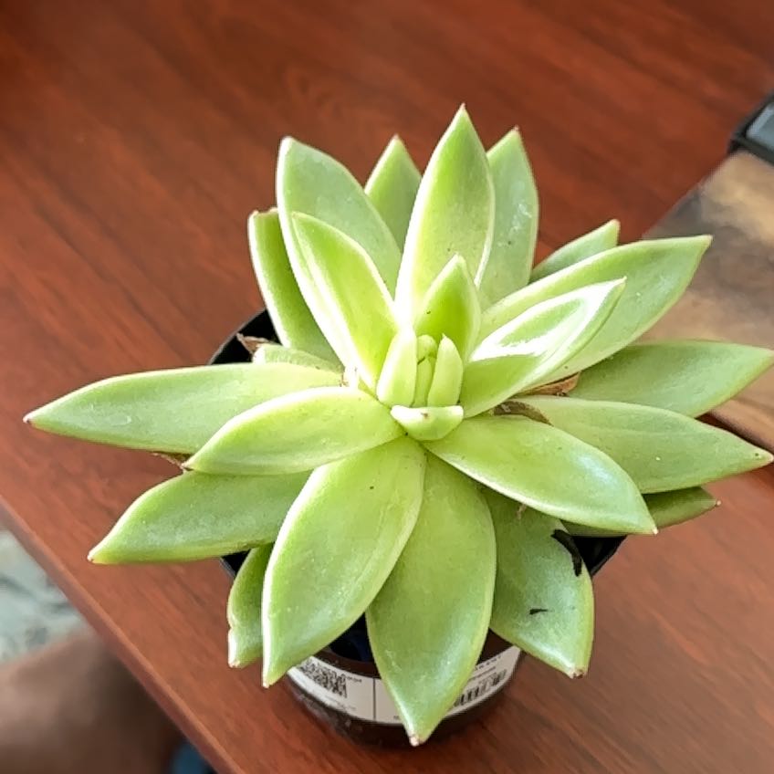 Photo of the plant species Echeveria 'Miranda' by @GlowingChaya59 named Leaf Erickson on Greg, the plant care app