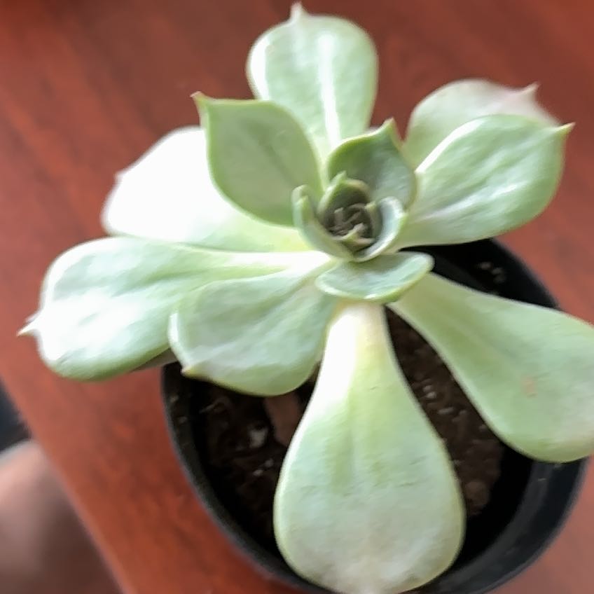 Photo of the plant species Echeveria 'Marrom' by @GlowingChaya59 named Taylor Swift on Greg, the plant care app