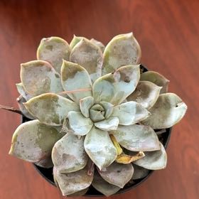 Photo of the plant species Menina by @GlowingChaya59 named Beyonce on Greg, the plant care app
