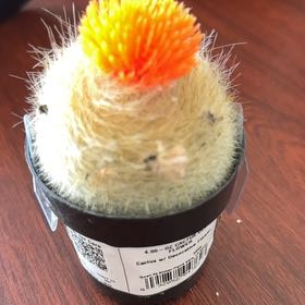Photo of the plant species Cactus by @GlowingChaya59 named Darwin on Greg, the plant care app