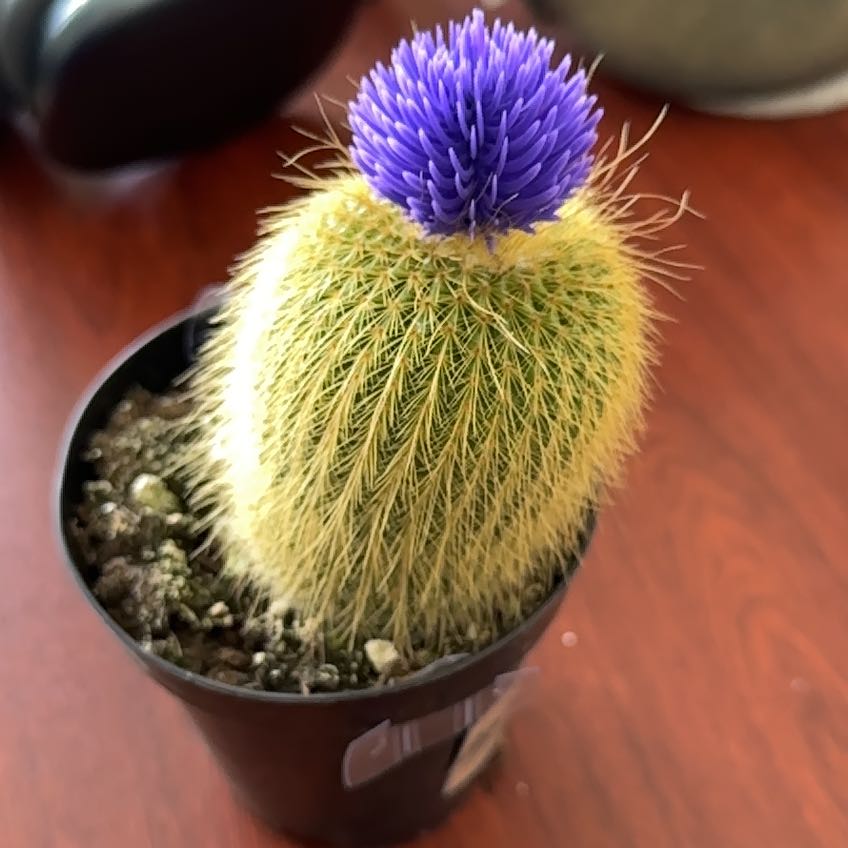 Photo of the plant species Cactus by @GlowingChaya59 named Bieber on Greg, the plant care app