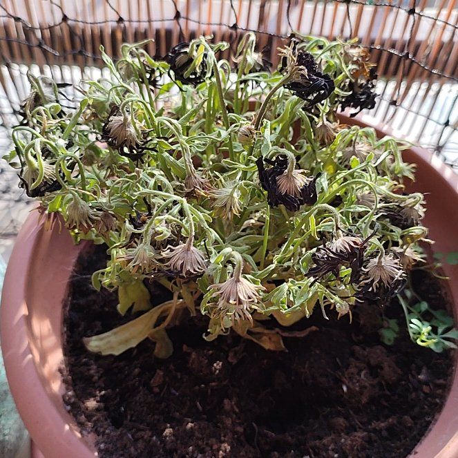 Photo of the plant species Marguerite Daisy by @SunnyBeebalm named Kylie on Greg, the plant care app